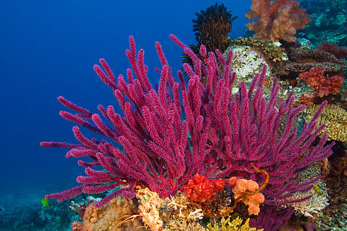 Fiji