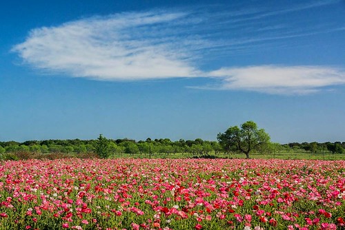 pink red clouds landscape spring corn texas poppy bloom hillcountry fredericksburg wildflower