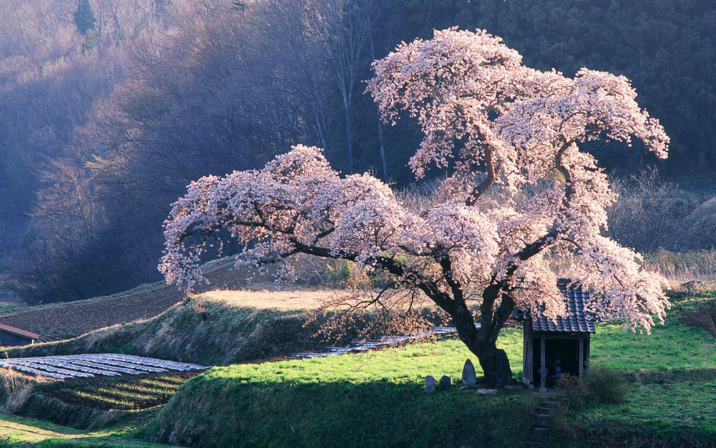 which is the most beautiful country in the world - Japan