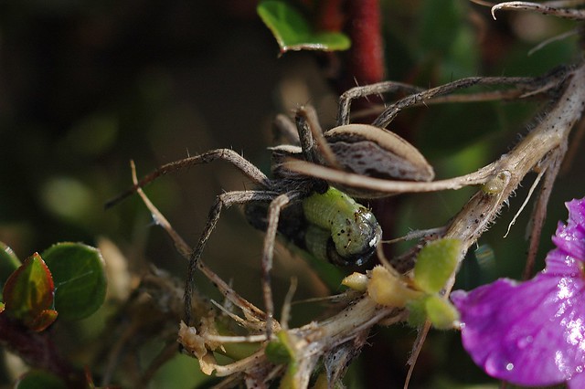 Spider in my garden