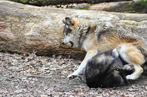 wolves playing | by Rick@Bristol