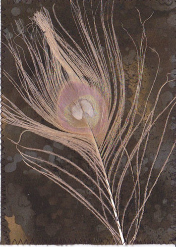peacock feather | by QuinnCreative