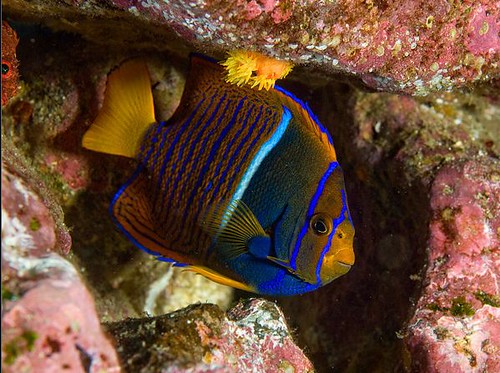 Crociere alle Galapagos