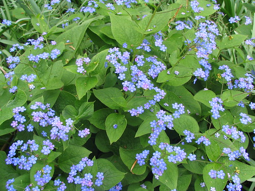 gardens spring wildflowers names minnetrista