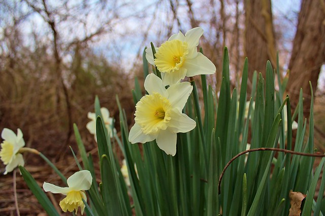Daffodils Wild In The Woods