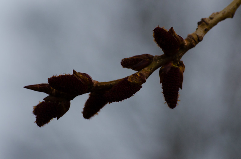 Poplar catkins
