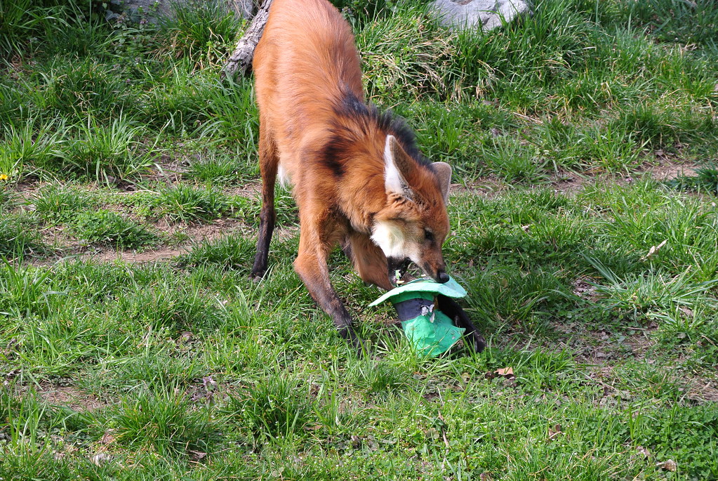 On St. Patrick's Day, National Zoo Animals Find Treats at … | Flickr