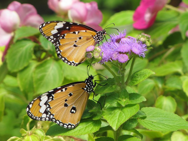 Plain tiger butterfly pair
