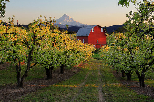 sunset red tree oregon barn pacific northwest blossoms orchard mthood pear mounthood hoodriver
