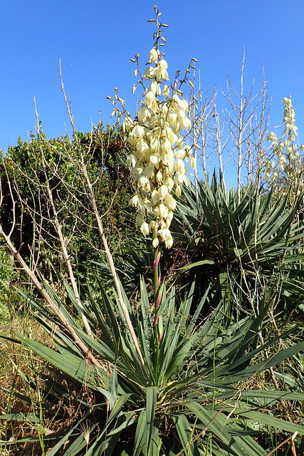 Yucca gloriosa Linnæus 1753 (Asparagales Asparagaceæ Agavoideæ)