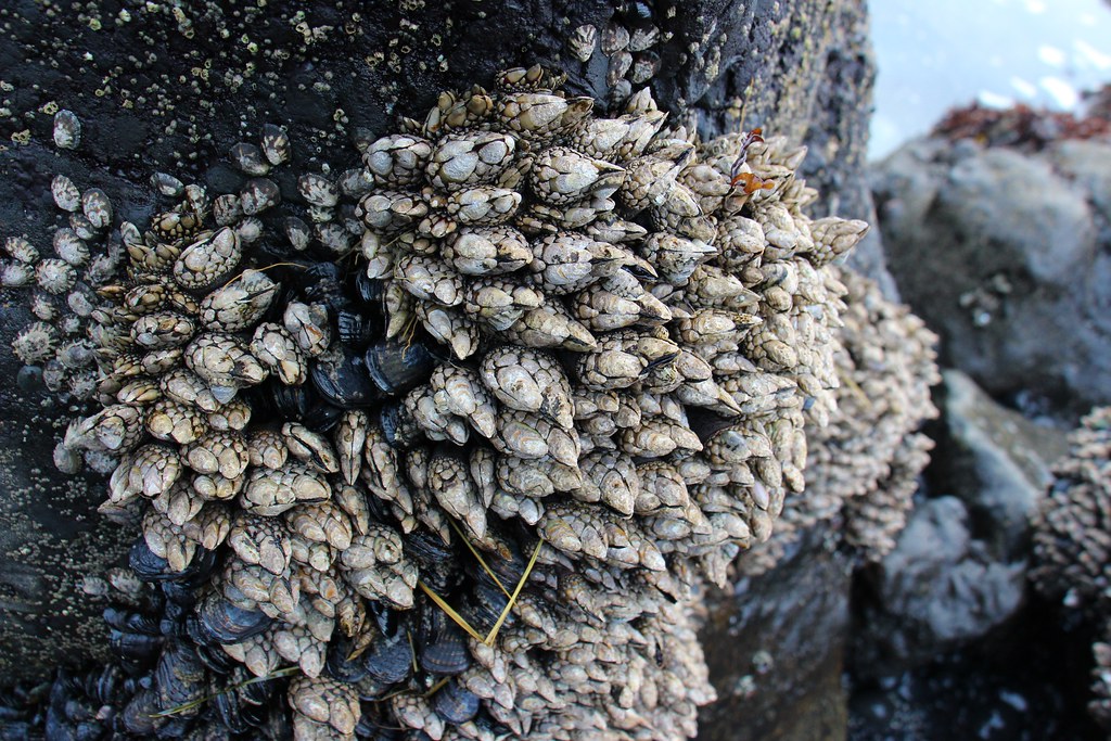 Yaquina Head tide pools, gooseneck barnacles | Underwater ph… | Flickr