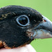 Flickr photo 'Black-headed grosbeak (Pheucticus melanocephalus)' by: tetonscience.