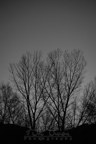 trees sky sunrise utah branches project365 little365club