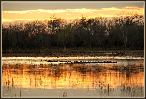park sunset reflection water golden pond texas houston marsh coot flickrdiamond wanam3 elfrancoleepark