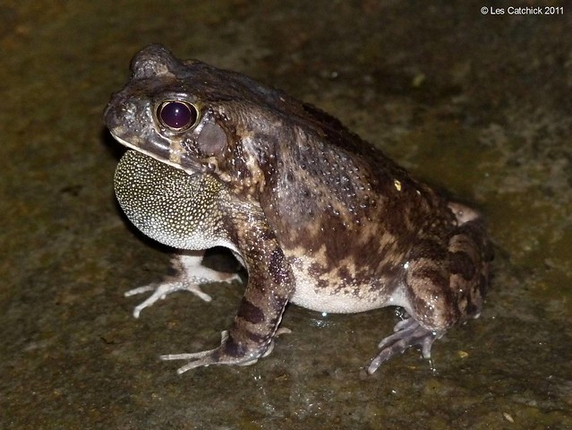 Toad (possibly Bufo Regularis?)