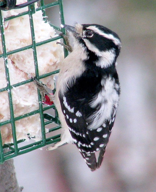 Returning feeder bird