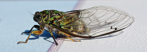 cicada insect choruscicada amphipsaltazelandica