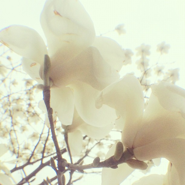 街路に見事に咲いた白木蓮 英語ではマグノリア だいぶ印象が違うね Hajime Momo Flickr