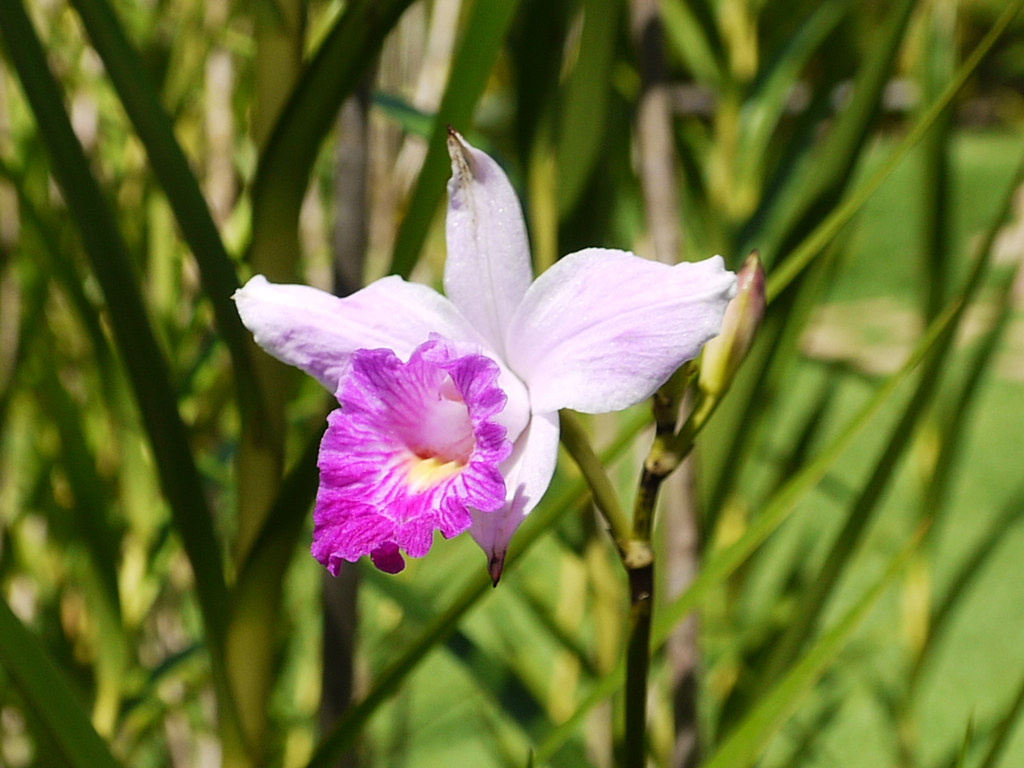 Orquídea-bambú, Arundina (Arundina bambusifolia) | Orquídea … | Flickr
