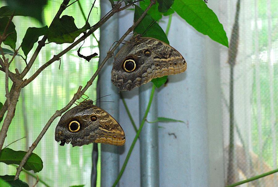M Butterfly Gardens Gainesville Fl Hghjim Flickr