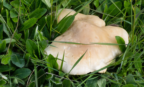 St George's mushroom