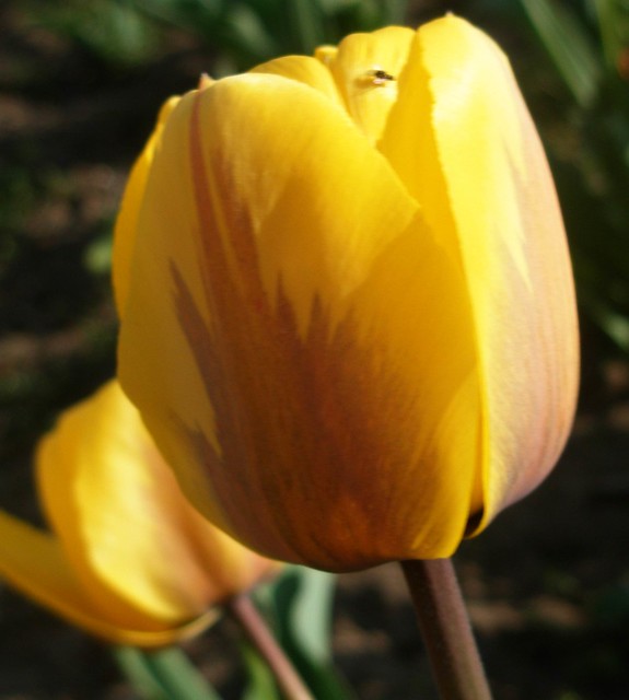 P4220023Yellow tulip