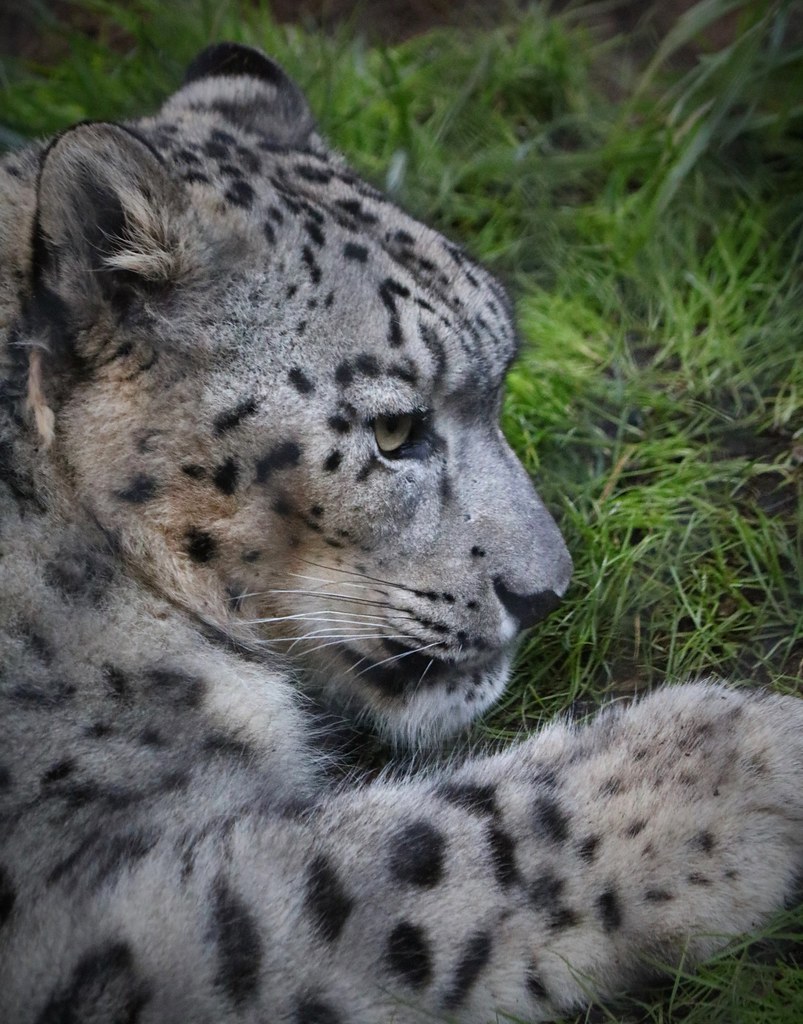 Snow leopard - grumpy kitty | The scientific name of the sno… | Flickr