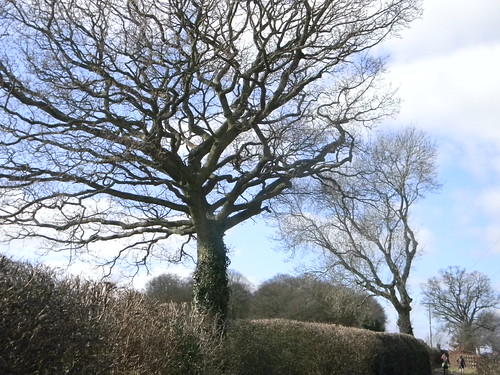 Big tree, little tree Chesham to Great Missenden