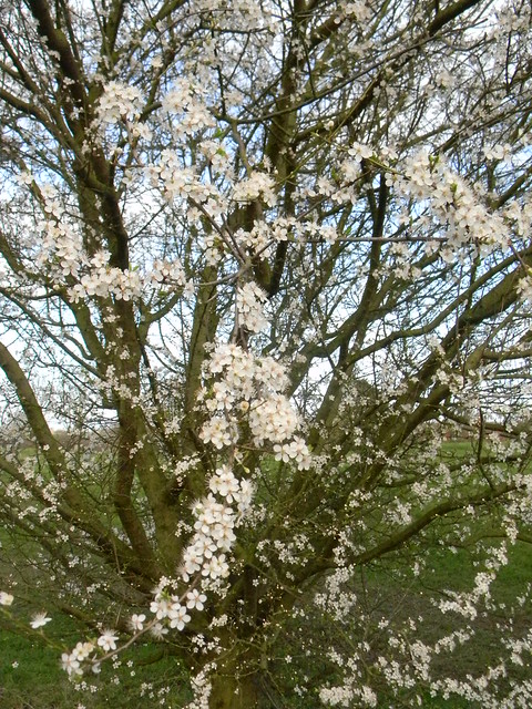 Early blossom Dare I hazard a guess? Cherry plum... Wakes Colne to Bures