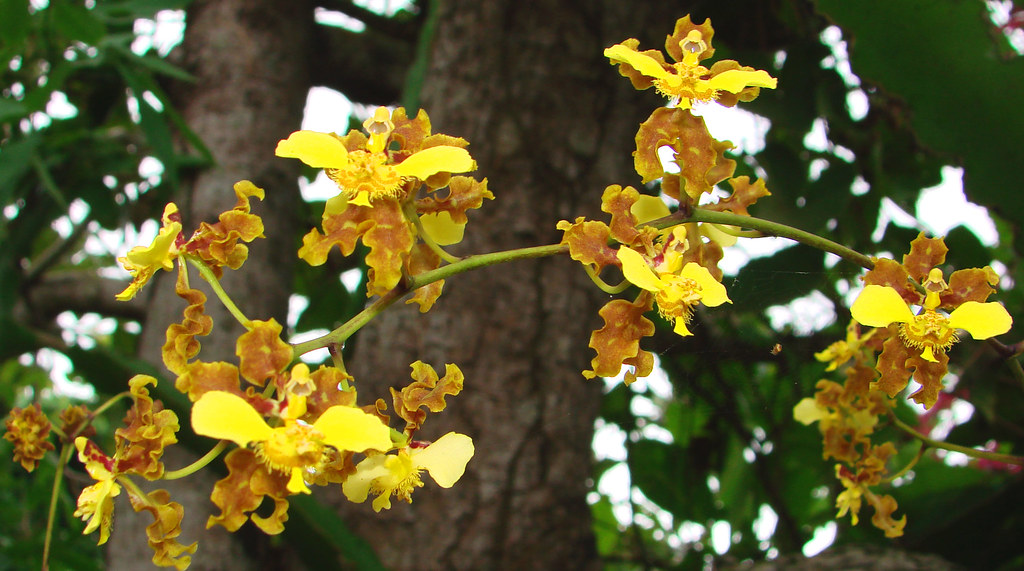 Orquídea nativa (Oncidium sphacelatum), Vale da Neblina-PB… | Flickr