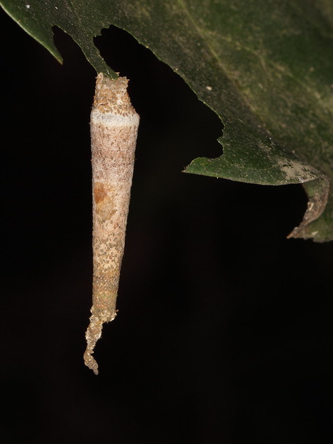 bagmoths / Sackmotte (Psychidae: Clania) from W-Java
