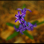 ヒヤシンス  Liliaceae