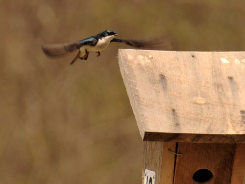 Swallows nesting at Ipswich Audubon | by Kristin "Shoe" Shoemaker