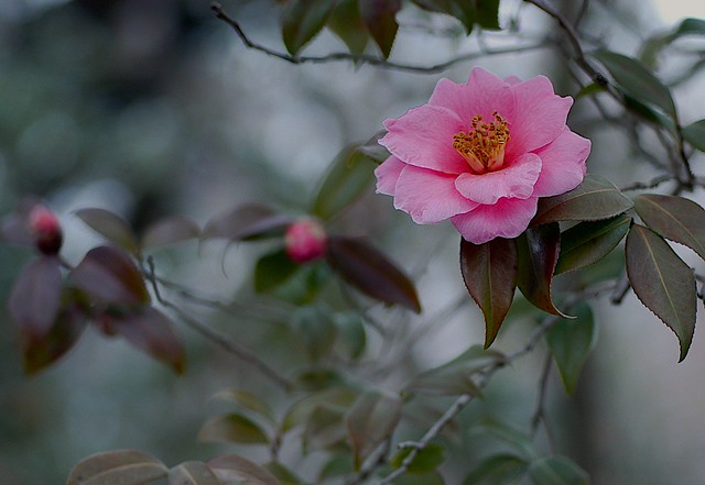 Pink Camellia：茶花