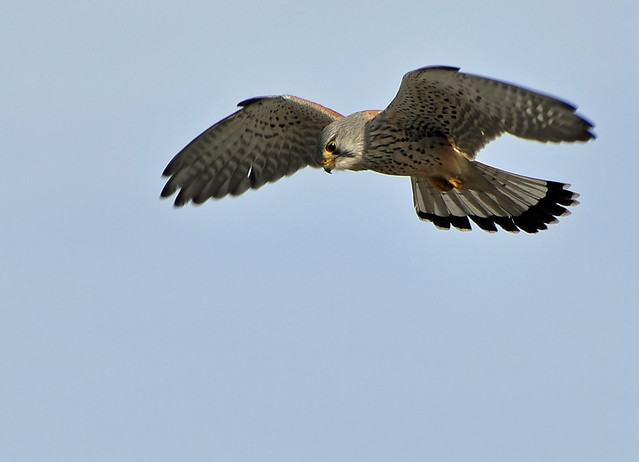 Hovering male Kestrel - Explored -