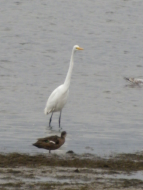 White heron in the bay
