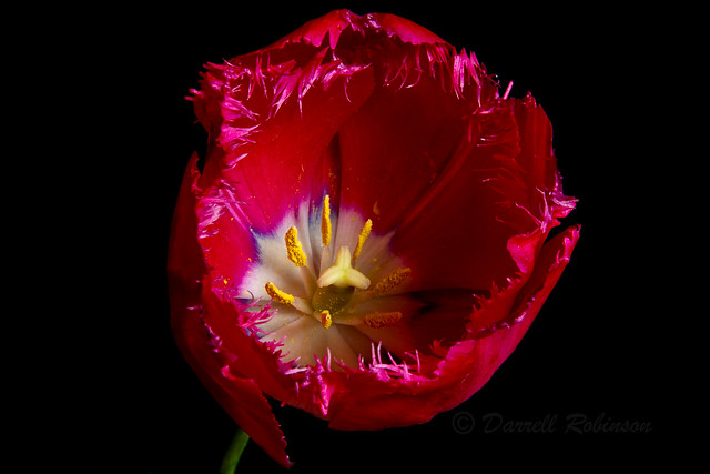 Betty's Tulip