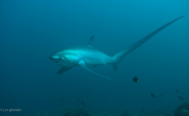 Thresher shark at cleaning station