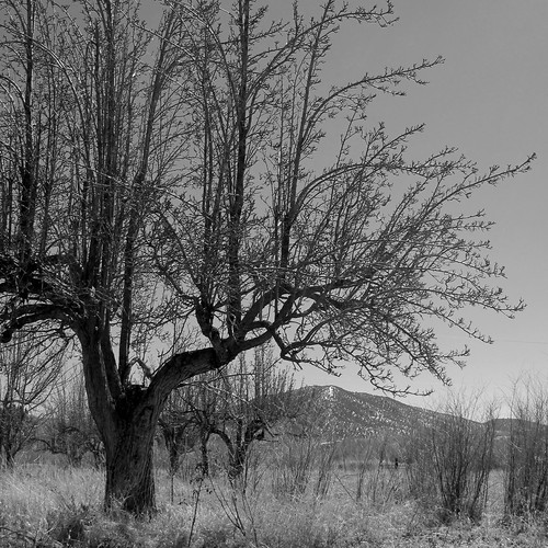 trees winter bw mountain nature landscape newmex