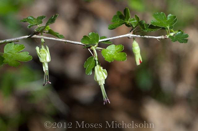 Ribes echinellum - Jefferson County, Florida, United States of America