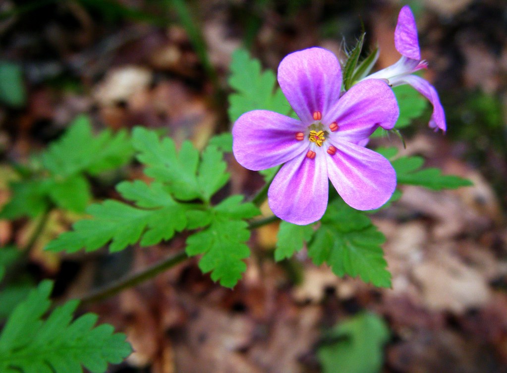 Geranium purpureum por TeresalaLoba | El Geranium purpureum … | Flickr