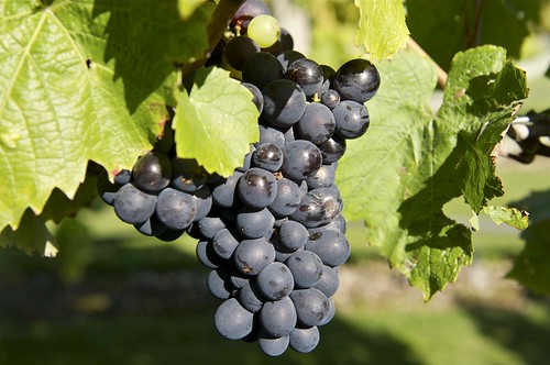 new sunrise vineyard wine zealand blenheim stleonards cottages witherhills