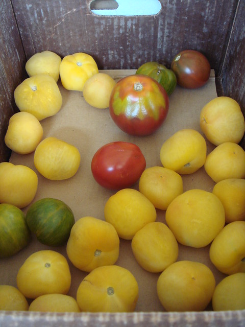Marando Farm: Yellow Tomato