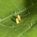 Flickr photo 'Small White, Pieris rapae eggs on Nasturtium leaf' by: Jamie McMillan.