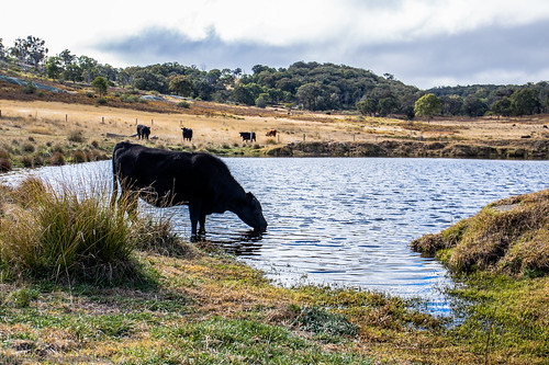 lake water cow dam drinking serenity