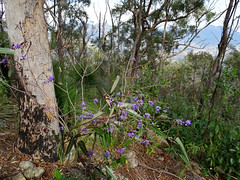 Purple flowering vine at the top of mount Greville
