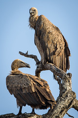 White-backed vultures in the morning sun (Gyps africanus)