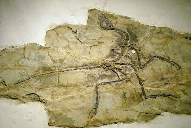 Anchiornis huxleyi 1 (11-8-15 MHN Nantes)