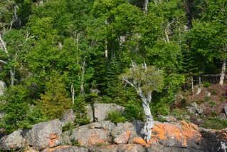 Witch tree in rock