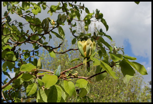 Magnolia acuminata 'Acci' - magnolia à feuilles acuminées 22413754290_252ee93e8d